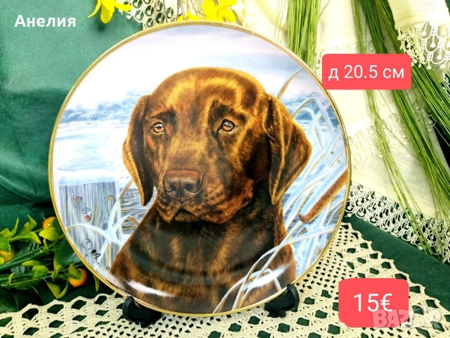 Чиния за стена шоколадов лабрадор 