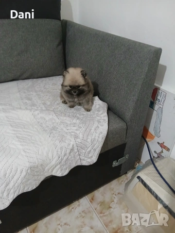 Mini Pomeran, снимка 2 - Померан - 53717466