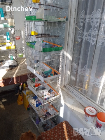 Канарчета Орфей, снимка 1