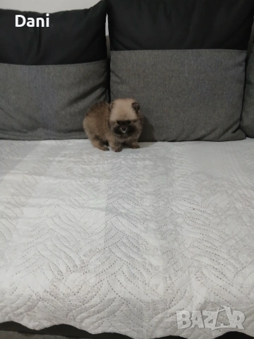 Mini Pomeran, снимка 10 - Померан - 53717466