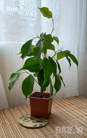 Фикус "Бенджамин"