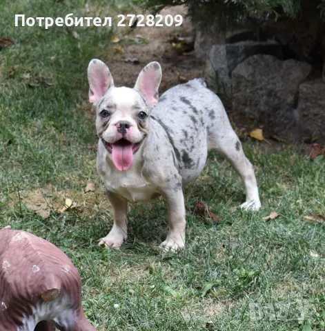 ТОП Френски булдог/French Bulldog , снимка 3 - Френски булдог - 45526347