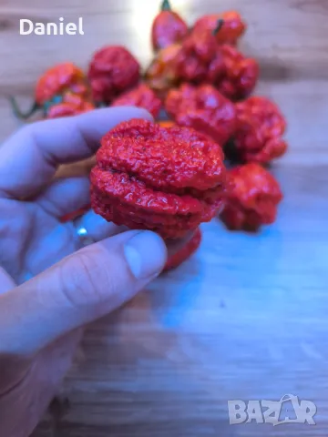 Carolina Reaper Каролина Рипер, снимка 11 - Градински цветя и растения - 47206890