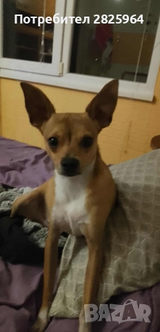 Сърнист пинчер на 1г. - мъжки, кастриран