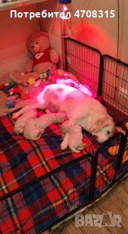 Голдън ретривър игриво бебе, снимка 11 - Голдън ретривър - 53632198