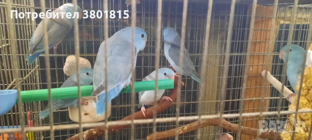 Врабчови папагали , снимка 5 - Папагали - 52998439