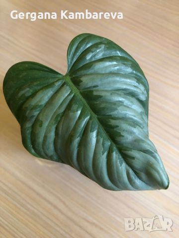 Philodendron Sodiroi , снимка 3 - Стайни растения - 45796037