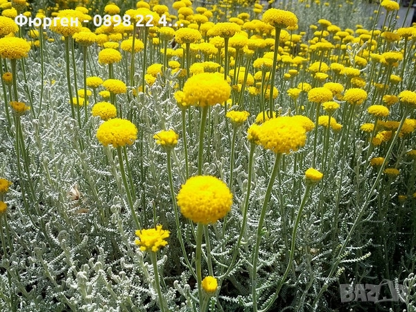 Сантолина Сребриста  , снимка 3 - Градински цветя и растения - 27370133