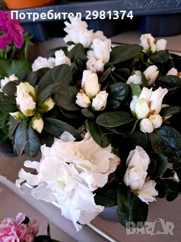 Азалия, снимка 2 - Стайни растения - 53698858