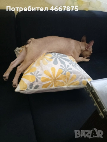 френски булдог , снимка 6 - Френски булдог - 52654466