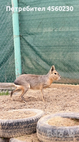 Патагонска мара, снимка 3 - Други животни - 53910145