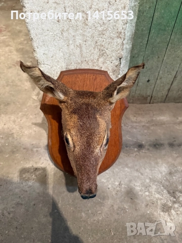 Продавам препарирана сърна