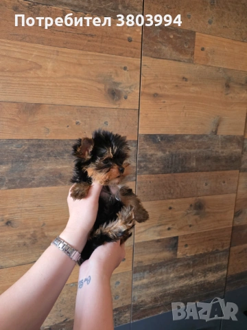 Чистокръвно Мини момиченце, снимка 5 - Йоркширски териер - 54243156
