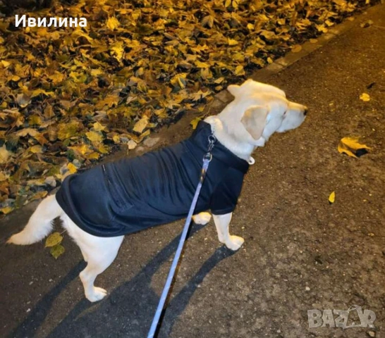 Дреха за голямо куче, снимка 4 - За кучета - 53745903