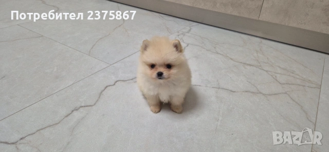 2 мъжки померанчета,померан, снимка 3 - Померан - 52910350