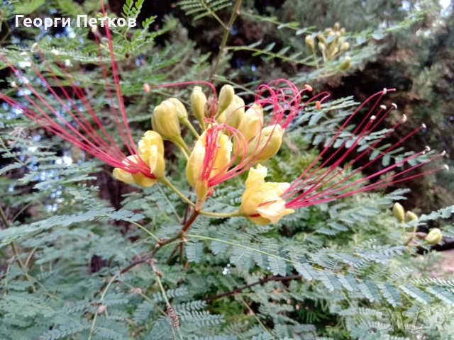 Цезалпиния, Жълта Райска Птица