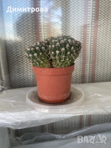 Кактус, ешеверия