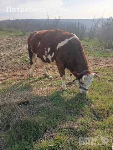 Продавам крави на първо,второ и трето теле,договаряне