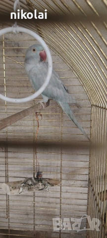 Двойка малки Александри , снимка 8 - Папагали - 53815351