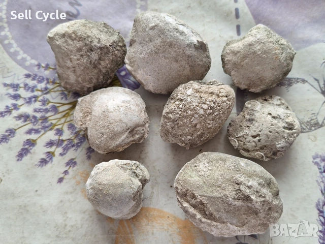 ✅ФОСИЛИ НА МИДИ - ПРОВАДИЯ❗