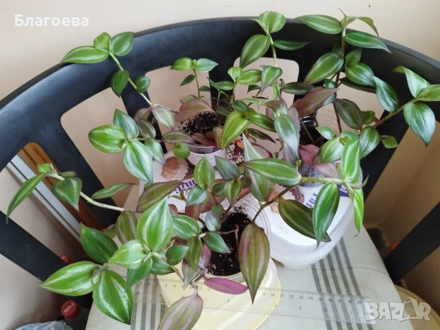 Традесканция 3 бр за 4.50 €, снимка 2 - Стайни растения - 52027182