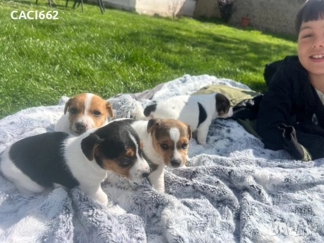 Джак ръсел , снимка 2 - Джак ръсел териер - 54154739