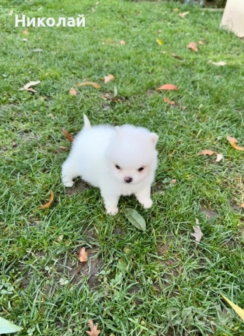 Померан мини момиче. Померанче, снимка 6 - Померан - 52425914