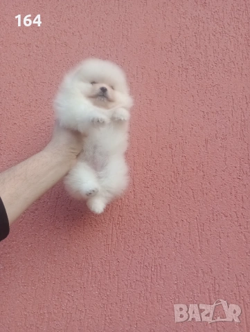 Женски Померан. Реални снимки от 08.02.26 г. , снимка 5 - Померан - 53316299