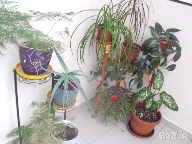 фотоапарат BenQ DC C1035 - 10.2 МРх, снимка 11 - Фотоапарати - 52805808