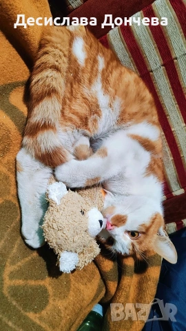 Коте Сами си търси дом, осинови го, снимка 3 - Други - 53033203