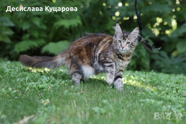 Мейн Куун (Maine Coon), снимка 5 - Мейн кун - 46645760