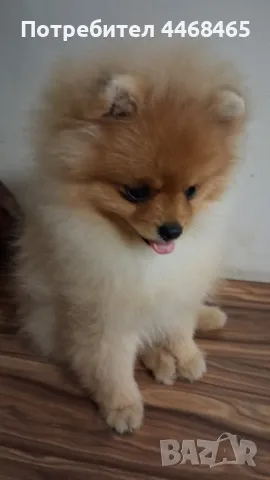 Немски шпиц-померан Kennel little pom paws , снимка 1
