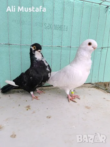 Африканска сова , снимка 4 - Гълъби - 50071282