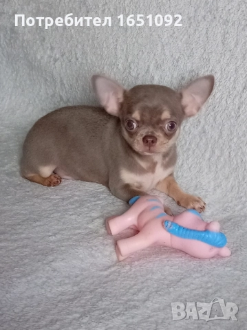 Чихуа, снимка 2 - Чихуахуа - 52440991