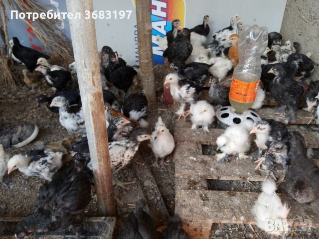 Различни породи пилета, снимка 7 - други­ - 45253719
