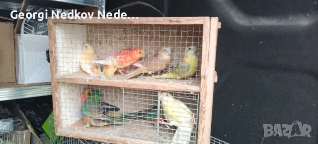 Продавам пойни папагали 