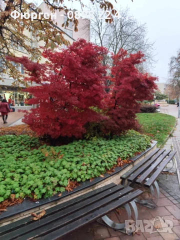 АЦЕР - Японски клен -   Налични 5 вида Студоустойчиви, снимка 5 - Разсади - 34223583