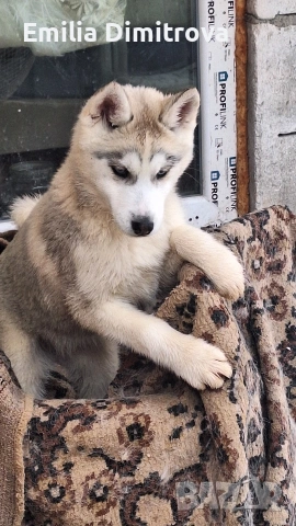 продавам Сибирски Хъскита и Аляски маламут на 3 месеца , снимка 4 - Хъски - 54155141