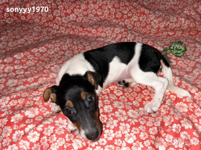 блага муцунка-ДЖАК 2112250835