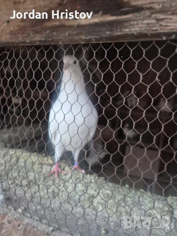 Продавам гъски патици и пуйки , снимка 6 - Патици и гъски - 53964312