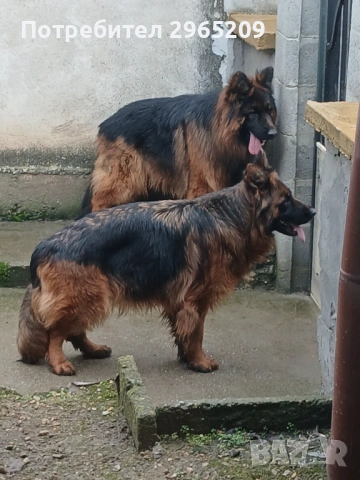 Елитни немски овчарки, снимка 5 - Немска овчарка - 53742345