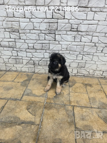 Немска овчарка  