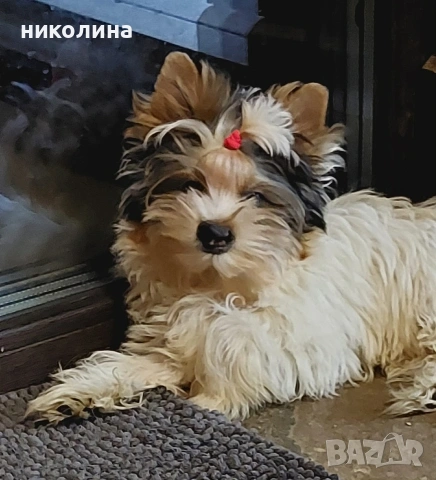 продавам йоркширски териери , снимка 2 - Йоркширски териер - 53470966