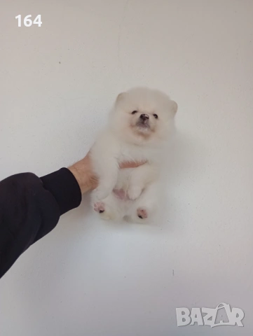 Померани. Реални снимки!, снимка 6 - Померан - 53120044