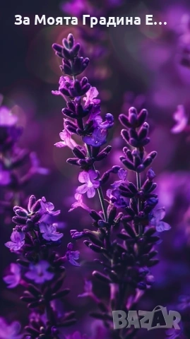 Подбрани Билки и Подправки за вас! 