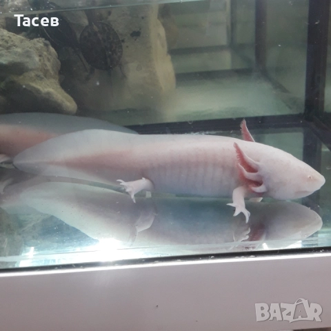 Аксолотъл 15-25см