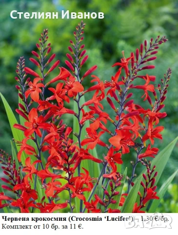 Червена крокосмия (Crocosmia ‘Lucifer’) - луковици, снимка 2 - Сортови семена и луковици - 53659077