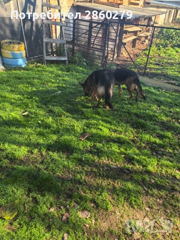 Елитни кучета от елитни родители , снимка 11 - Немска овчарка - 52580499