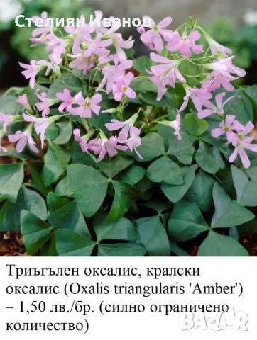 Триъгълен оксалис, кралски оксалис (Oxalis triangularis) - сортове, снимка 6 - Стайни растения - 49319030