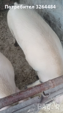 Продавам прасе, снимка 5 - Прасета - 52509264